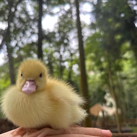 Zhangjiajie National Forest Park Camping Екстер'єр фото